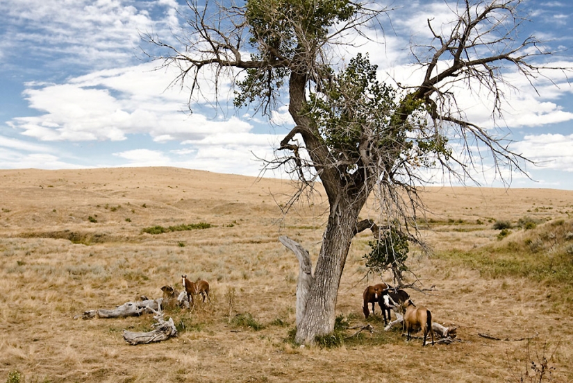 La mayoría de los indios americanos modernos La mayoría de los indios americanos modernos