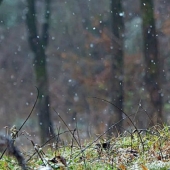 La única panda marrón del mundo que fue abandonada por su madre finalmente ha encontrado su felicidad