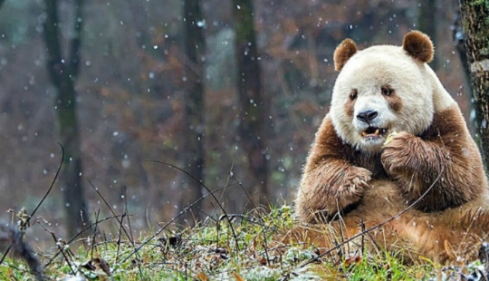 La única panda marrón del mundo que fue abandonada por su madre finalmente ha encontrado su felicidad La única panda marrón del mundo que fue abandonada por su madre finalmente ha encontrado su felicidad