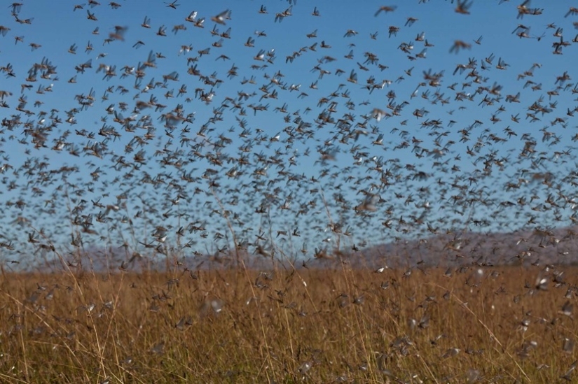 La nube cubrió el cielo: invasión de langostas en Daguestán, Crimea y otras regiones