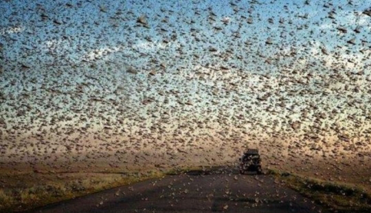 La nube cubrió el cielo: invasión de langostas en Daguestán, Crimea y otras regiones La nube cubrió el cielo: invasión de langostas en Daguestán, Crimea y otras regiones