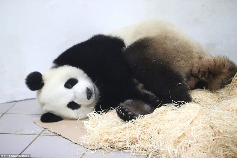La panda Hao Hao dio a luz a un pequeño cachorro en un zoológico belga La panda Hao Hao dio a luz a un pequeño cachorro en un zoológico belga