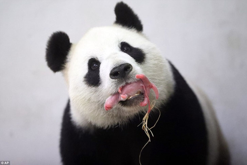 La panda Hao Hao dio a luz a un pequeño cachorro en un zoológico belga La panda Hao Hao dio a luz a un pequeño cachorro en un zoológico belga