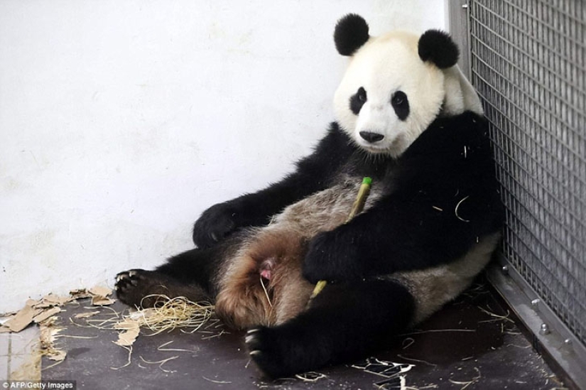 La panda Hao Hao dio a luz a un pequeño cachorro en un zoológico belga La panda Hao Hao dio a luz a un pequeño cachorro en un zoológico belga