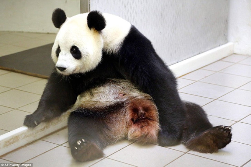 La panda Hao Hao dio a luz a un pequeño cachorro en un zoológico belga La panda Hao Hao dio a luz a un pequeño cachorro en un zoológico belga