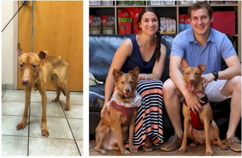 La policía rescató a dos perros que parecían esqueletos andantes de una casa abandonada