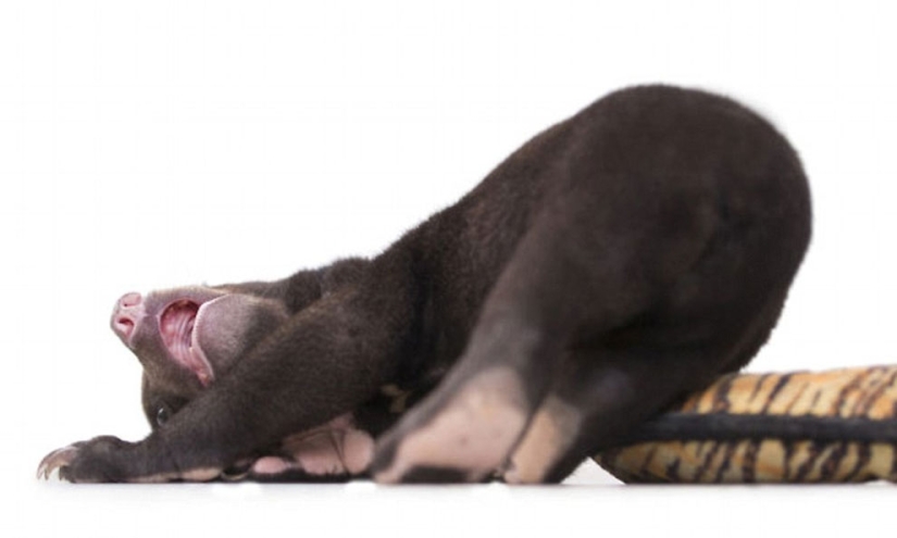 La primera sesión de fotos del oso más lindo del mundo La primera sesión de fotos del oso más lindo del mundo