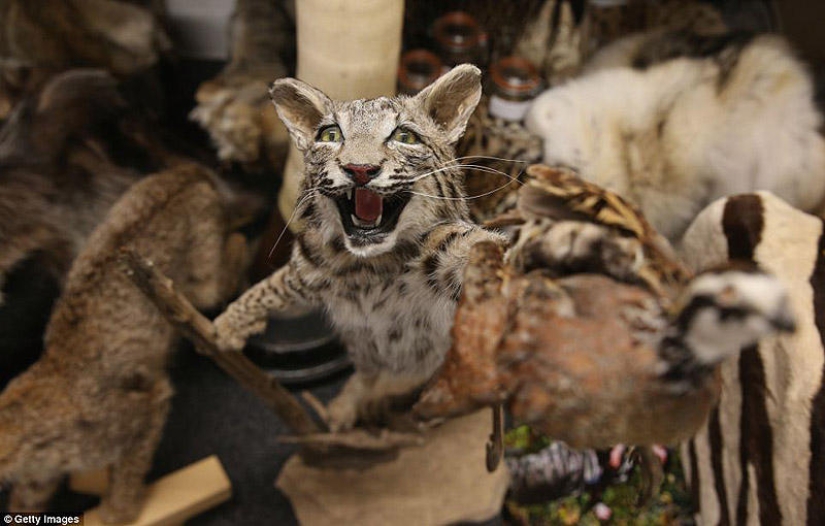 La riqueza y variedad del contrabando confiscado en el aeropuerto de Londres La riqueza y variedad del contrabando confiscado en el aeropuerto de Londres