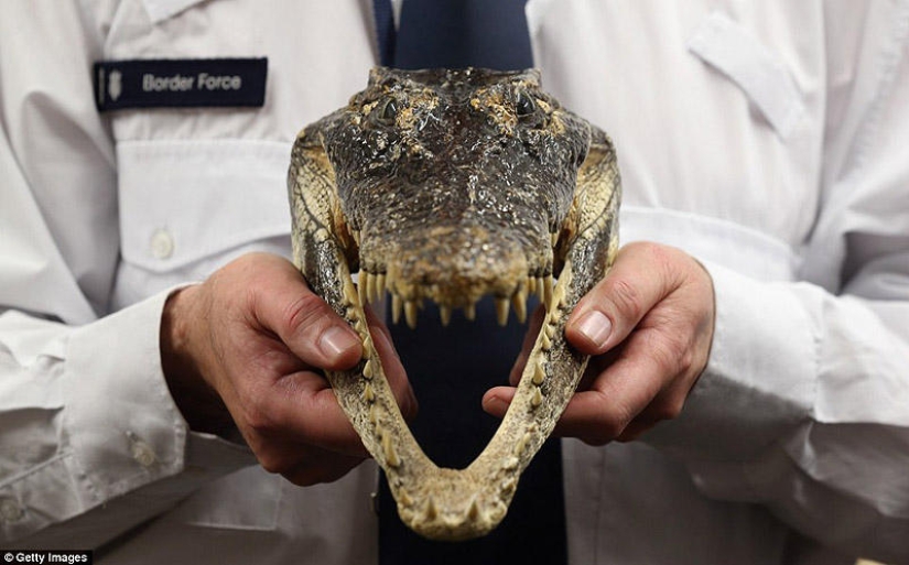 La riqueza y variedad del contrabando confiscado en el aeropuerto de Londres La riqueza y variedad del contrabando confiscado en el aeropuerto de Londres