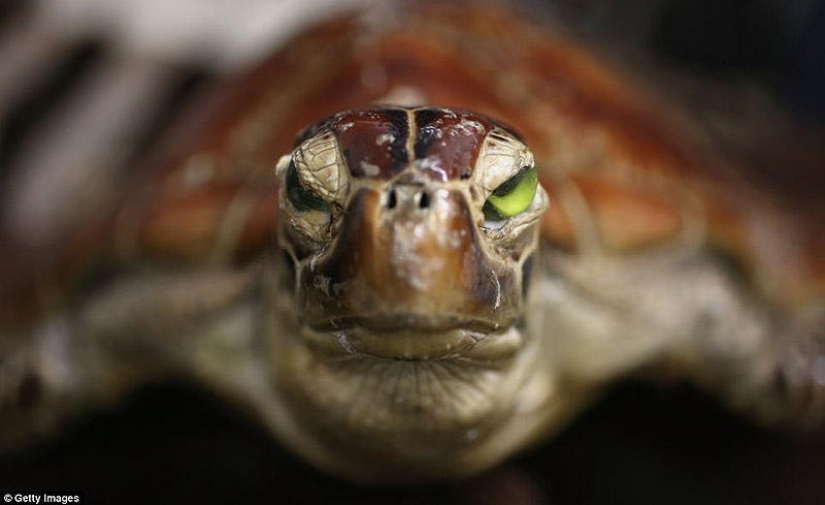 La riqueza y variedad del contrabando confiscado en el aeropuerto de Londres La riqueza y variedad del contrabando confiscado en el aeropuerto de Londres