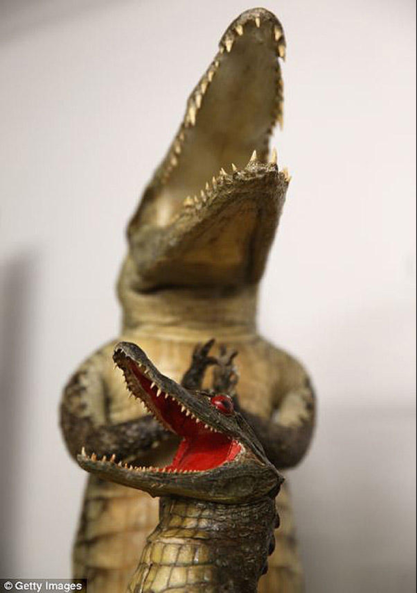 La riqueza y variedad del contrabando confiscado en el aeropuerto de Londres La riqueza y variedad del contrabando confiscado en el aeropuerto de Londres