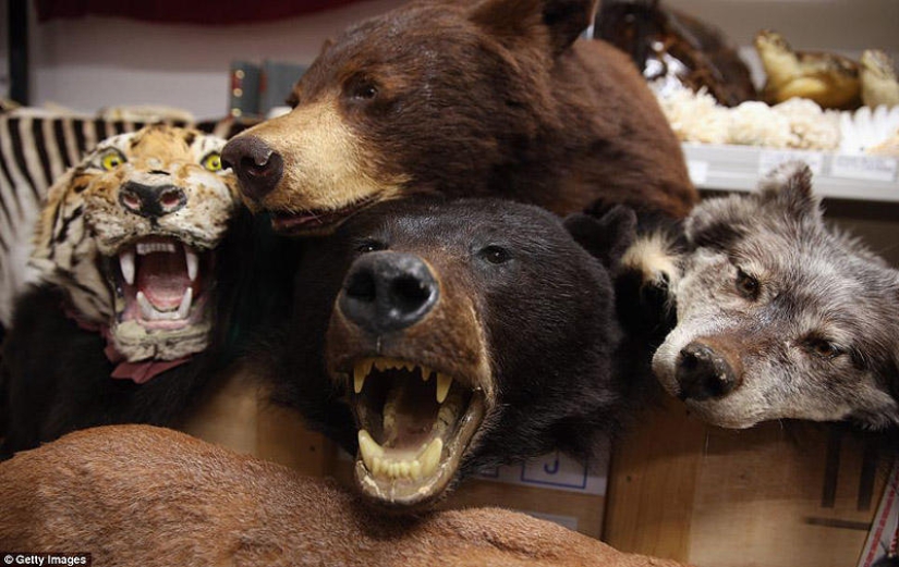 La riqueza y variedad del contrabando confiscado en el aeropuerto de Londres La riqueza y variedad del contrabando confiscado en el aeropuerto de Londres