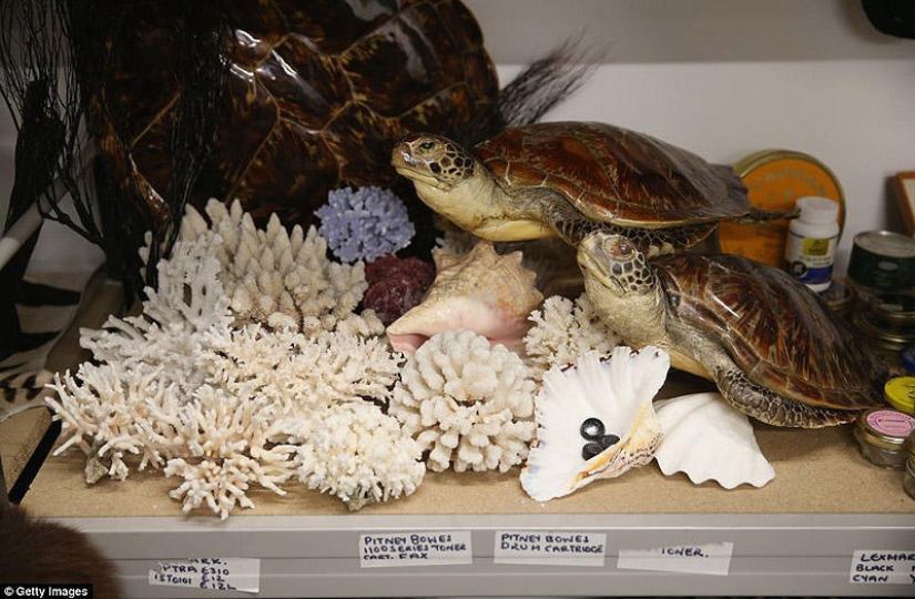 La riqueza y variedad del contrabando confiscado en el aeropuerto de Londres La riqueza y variedad del contrabando confiscado en el aeropuerto de Londres