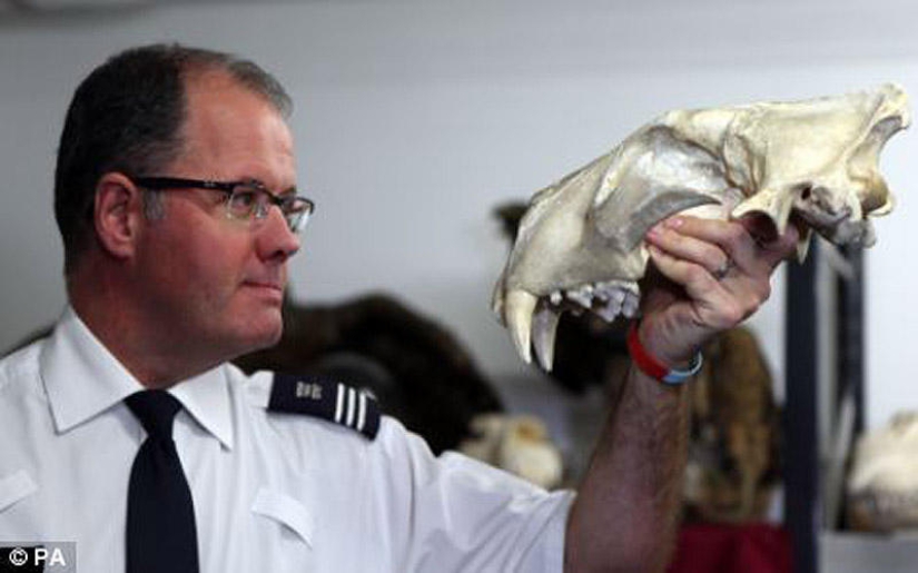 La riqueza y variedad del contrabando confiscado en el aeropuerto de Londres La riqueza y variedad del contrabando confiscado en el aeropuerto de Londres