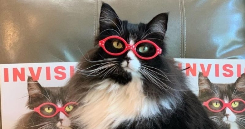 La señora óptica tomó en el gato, en el cual se anuncia gafas... La señora óptica tomó en el gato, en el cual se anuncia gafas...