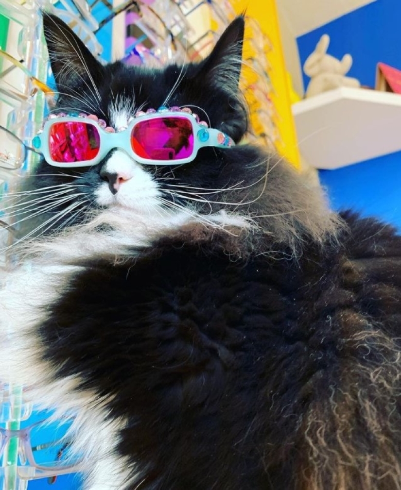 La señora óptica tomó en el gato, en el cual se anuncia gafas... La señora óptica tomó en el gato, en el cual se anuncia gafas...