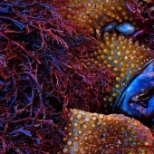 La Sociedad Alemana de Fotografía de Naturaleza ha elegido las mejores fotografías de vida salvaje de Europa