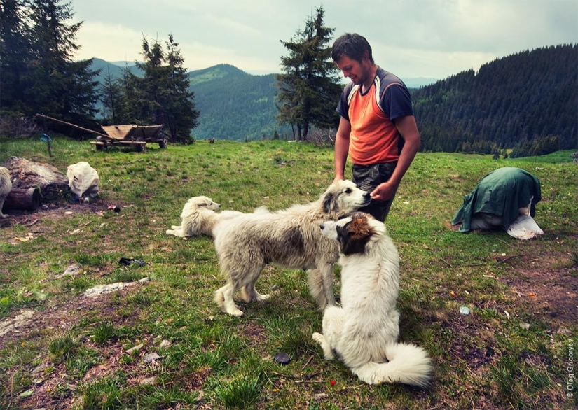 La vida de los pastores en el prado. La vida de los pastores en el prado.