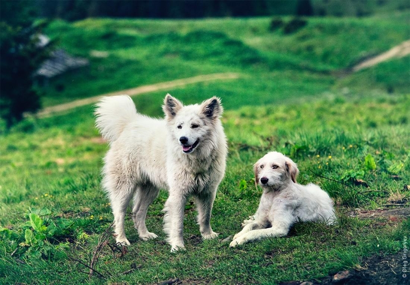 La vida de los pastores en el prado. La vida de los pastores en el prado.