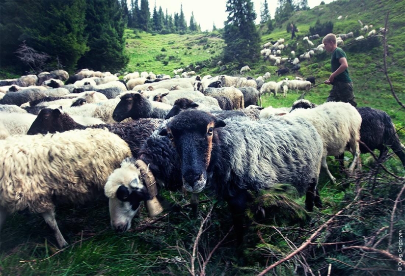 La vida de los pastores en el prado. La vida de los pastores en el prado.
