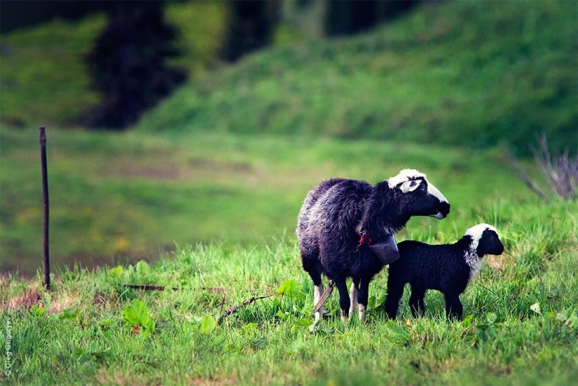 La vida de los pastores en el prado. La vida de los pastores en el prado.