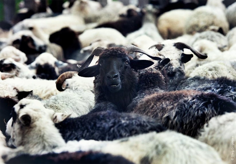 La vida de los pastores en el prado. La vida de los pastores en el prado.