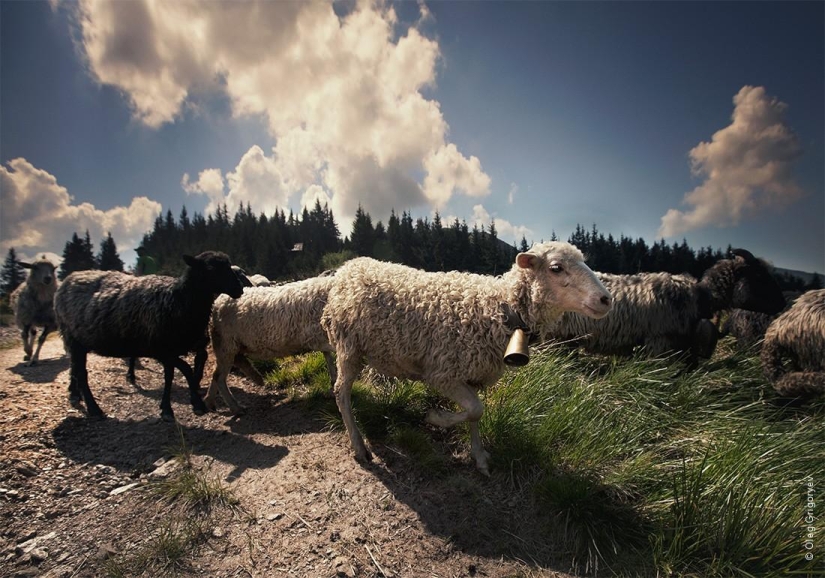 La vida de los pastores en el prado. La vida de los pastores en el prado.