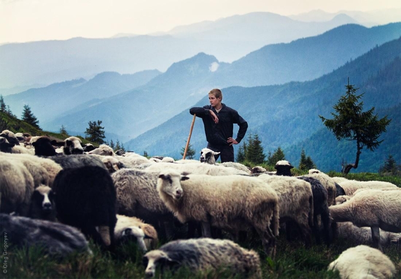 La vida de los pastores en el prado. La vida de los pastores en el prado.