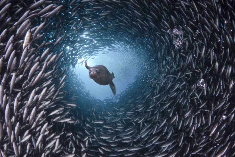 La vida en el océano - fotografía submarina de David Fleetham La vida en el océano - fotografía submarina de David Fleetham