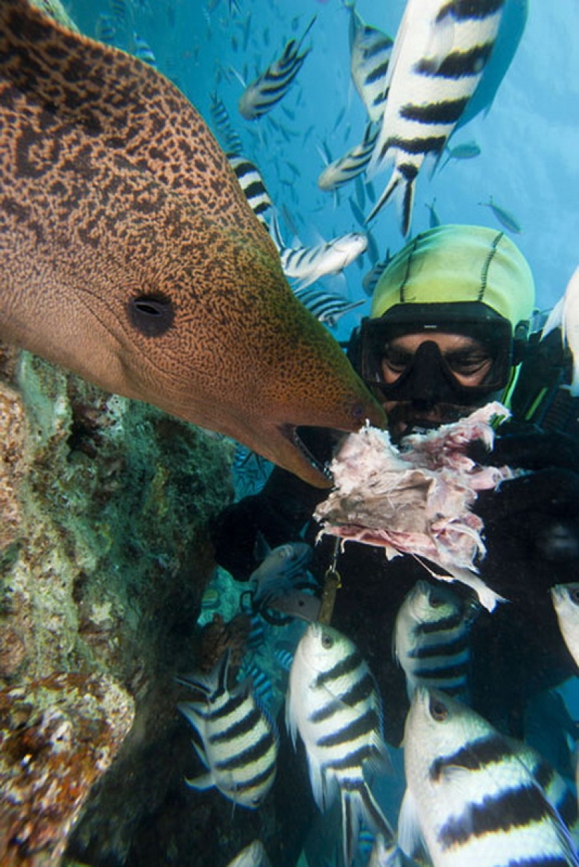 La vida en el océano - fotografía submarina de David Fleetham La vida en el océano - fotografía submarina de David Fleetham