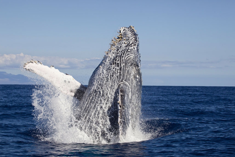 La vida en el océano - fotografía submarina de David Fleetham La vida en el océano - fotografía submarina de David Fleetham