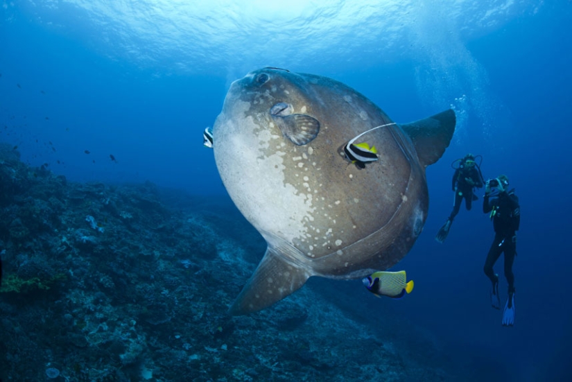 La vida en el océano - fotografía submarina de David Fleetham La vida en el océano - fotografía submarina de David Fleetham