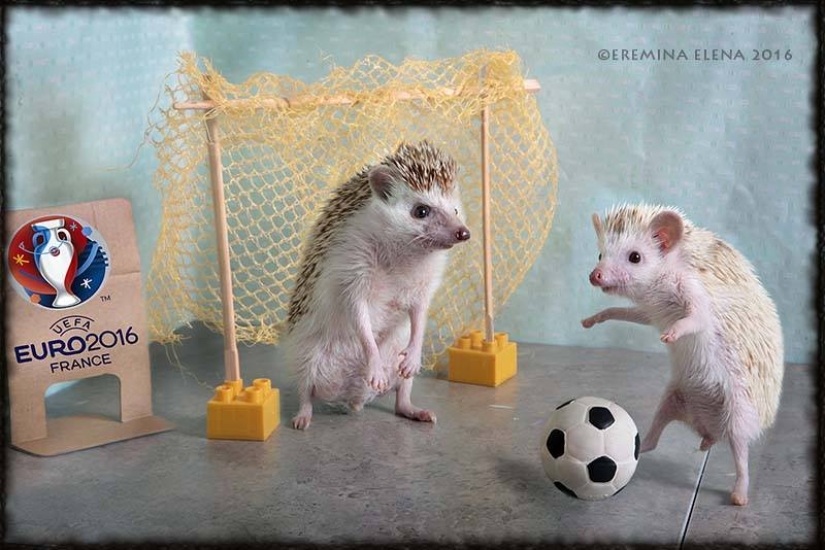 La vida secreta de los erizos en la lente de Elena Eremina La vida secreta de los erizos en la lente de Elena Eremina