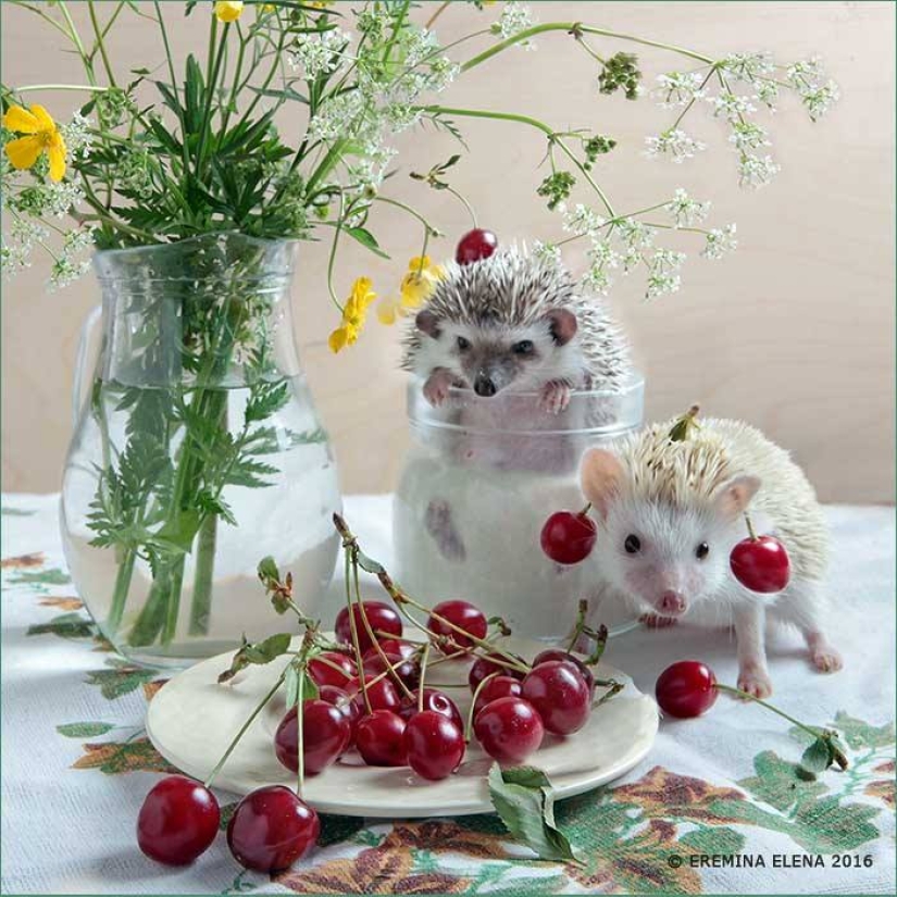 La vida secreta de los erizos en la lente de Elena Eremina La vida secreta de los erizos en la lente de Elena Eremina