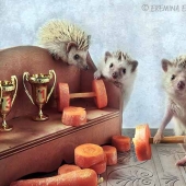 La vida secreta de los erizos en la lente de Elena Eremina