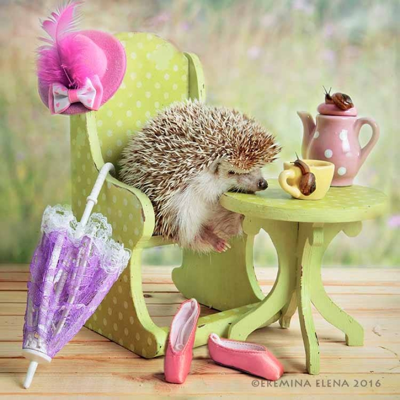 La vida secreta de los erizos en la lente de Elena Eremina La vida secreta de los erizos en la lente de Elena Eremina