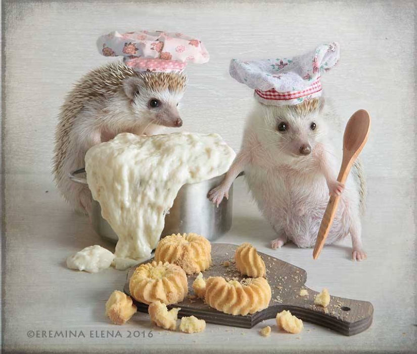 La vida secreta de los erizos en la lente de Elena Eremina La vida secreta de los erizos en la lente de Elena Eremina