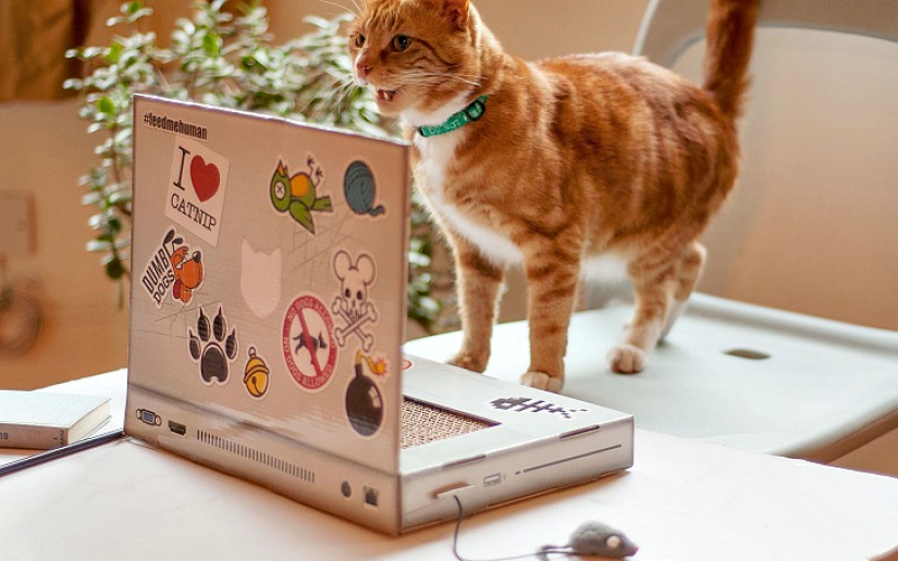 Laptop for cats - what you need