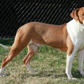 Las 10 razas de perros más agresivas