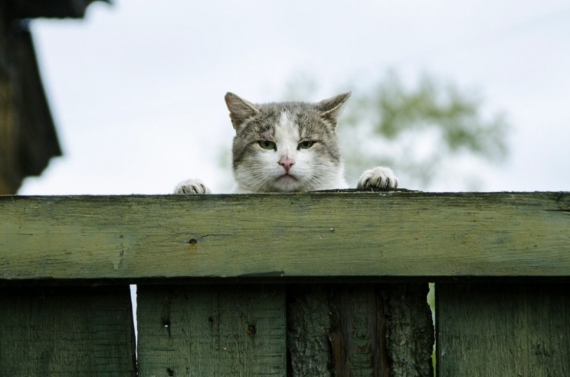 Las 20 mejores instantáneas de octubre de National Geographic Las 20 mejores instantáneas de octubre de National Geographic