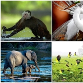 Las 35 mejores fotos de animales en el concurso de fotografía de National Geographic Traveler