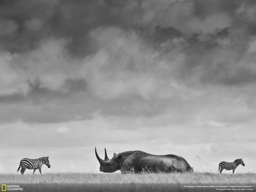 Las 35 mejores fotos de animales en el concurso de fotografía de National Geographic Traveler