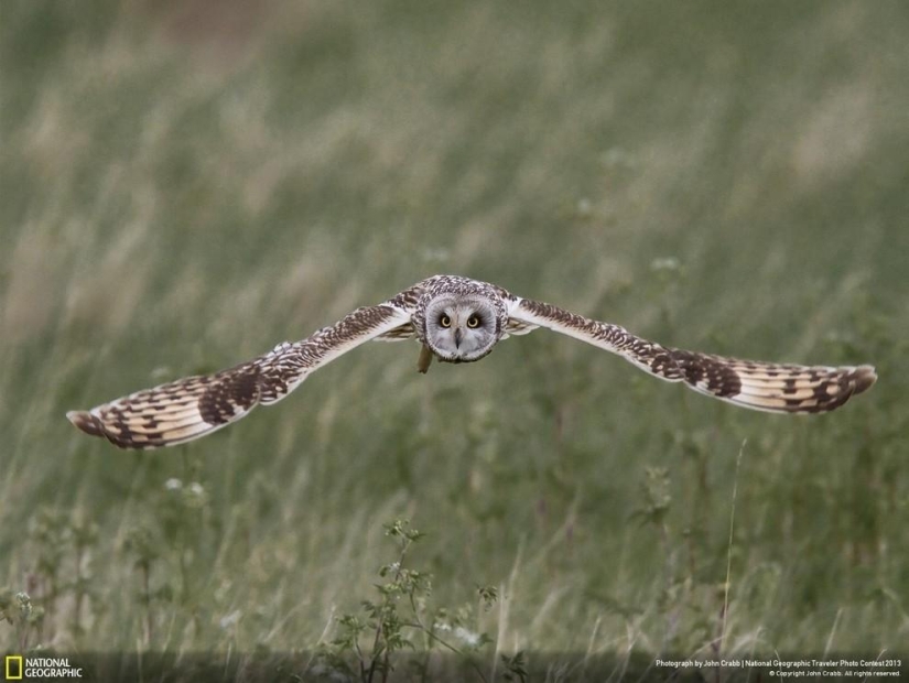 Las 35 mejores fotos de animales en el concurso de fotografía de National Geographic Traveler