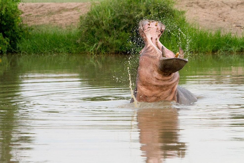 Las 35 mejores fotos de animales en el concurso de fotografía de National Geographic Traveler
