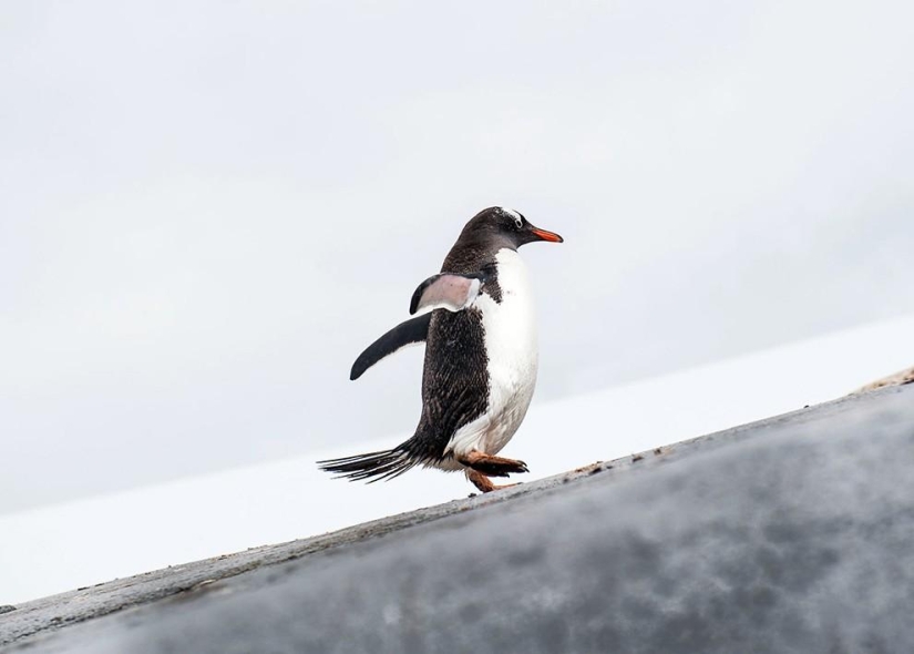 Las 35 mejores fotos de animales en el concurso de fotografía de National Geographic Traveler