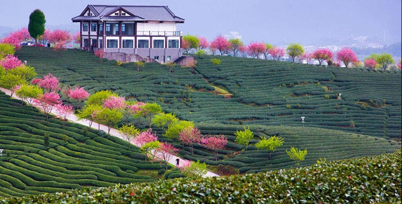 Las fotos más hermosas de los cerezos en flor de 2014