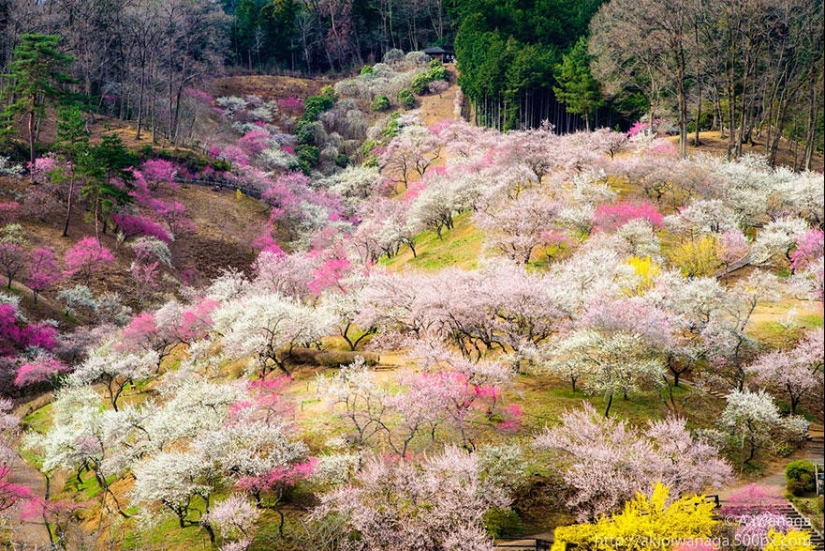 Las fotos más hermosas de los cerezos en flor de 2014