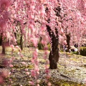 Las fotos más hermosas de Steve McCurry de todo el mundo