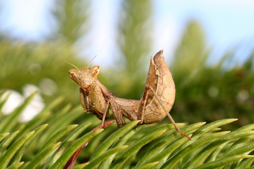 Las mantis religiosas más bellas.