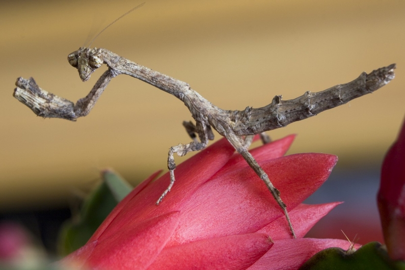 Las mantis religiosas más bellas.